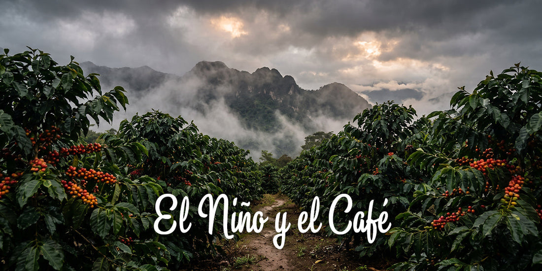 ¿Cómo afecta el fenómeno "El Niño" a las plantaciones de café en Perú?