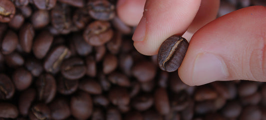 Arábica VS Robusta