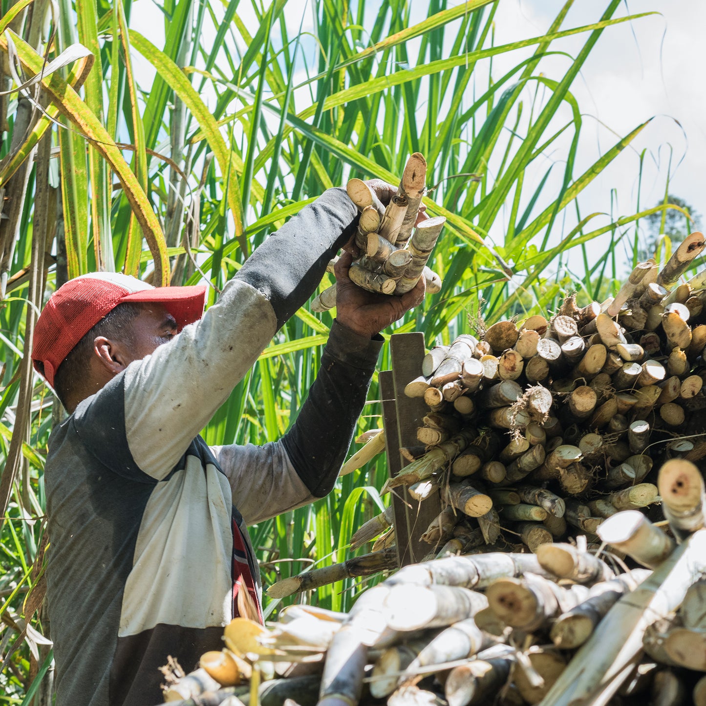 Wari - Panela Ecológica 250g