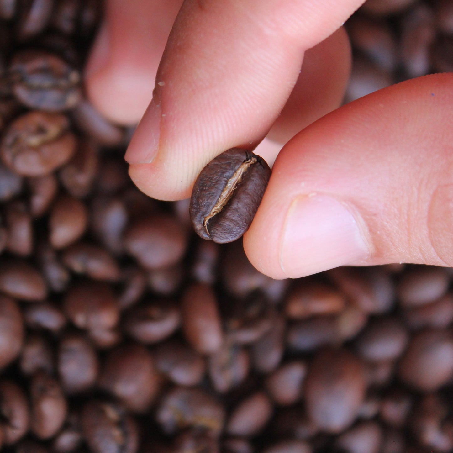 Café tostado en grano